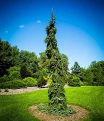 It has a low canopy, and should not be planted underneath power lines. Bruns Weeping Serbian Spruce For Sale Online The Tree Center