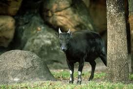 Jan 27, 2021 · gambar poster hewan dan tumbuhan. 50 Hewan Dan Tumbuhan Langka Di Indonesia Beserta Daerah Asalnya Petani Digital