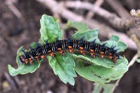 Black And White Striped Caterpillar With Orange Dots Les Fruits De Mer Insects