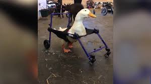 Find more german words at wordhippo.com! Behinderte Ente Merlin Lernt Das Laufen Videos Von The Weather Channel Weather Com