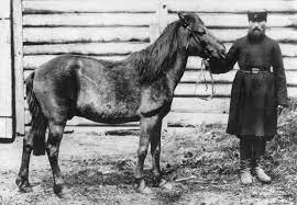 The tarpan (equus ferus ferus), also known as the eurasian wild horse, is an extinct subspecies of wild horse. Tarpan Wikipedia