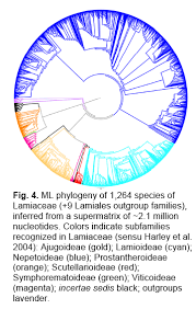 Image result for Syncolostemon elliottii
