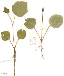 Image result for Ampelocissus abyssinica
