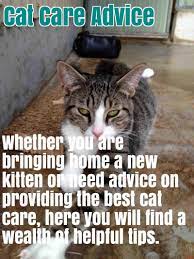 Comprehensive Cat Care Advice Cat Care Cats Advice