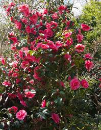 Camellia Donation In Spring Sunshine Garden News Flower Garden Pretty Flowers