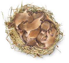Find the perfect mouse nest stock photos and editorial news pictures from getty images. Mice Nests Mice Habitat Dk Find Out