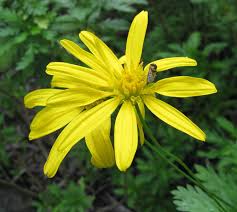 Image result for Euryops chrysanthemoides
