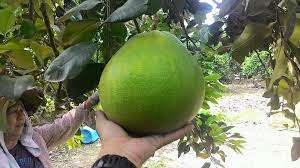 Here, there are lots of stalls that specialized in selling famous tambun pomelo where the selling price is much lower compared to other states in malaysia. Muhammad Ridhuan Limau Bali Tambun Posts Facebook