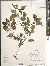 Image result for Acalypha caperonioides