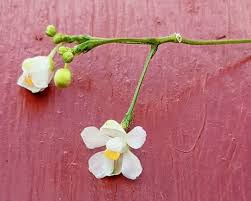 Image result for Cardiospermum halicacabum