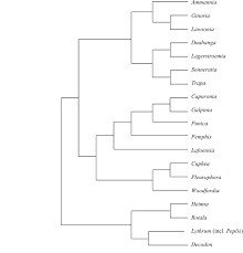Image result for Strephonema