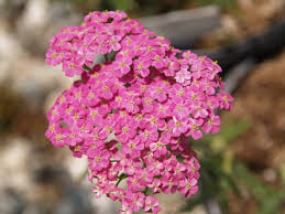 Image result for Achillea millefolium