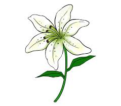 How To Draw A Lily In A Few Easy Steps Easy Drawing Guides Lilly Flower Drawing Flower Drawing Lilies Drawing