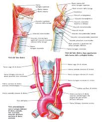 Gruppo italiano patologi apparato digerente (gipad); Prostata Disturbi Ed Tutti I Rimedi Prostata Anatomia Medicina Per Tutti