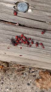 Box elder bugs can be a particularly difficult pest to eradicate due to the fact that they tend to infest homes in very large numbers. 760 Box Elder Bug Ideas In 2021 Box Elder Bugs Box Elder Bugs