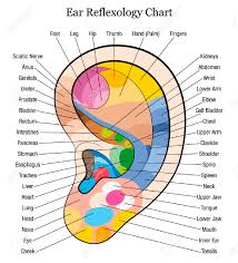 14 Logical Reflexology Chart Of The Ear