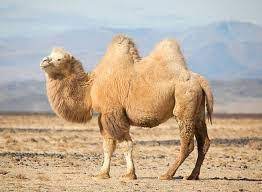 How do camels adapt to their environment? Interesting Journey Of Double Humped Camel Seen In The Nubra Valley Ladakh