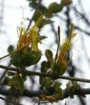 Image result for Erianthemum virescens