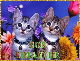 Résultat de recherche d'images pour "bon dimanche animaux"