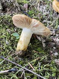 Image result for Lactarius mutabilis