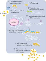 The hepatitis c virus (hcv) belongs to the flaviviridae family and is the only member of the the investigation of the hcv life cycle and pathogenesis has been complicated by the lack of efficient cell. Hepatitis C Virus Hcv Life Cycle Like Hepatitis B Virus Hbv Entry Download Scientific Diagram