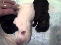 The rough licking of the dam stimulates the puppies to breathe it is normal for many puppies to be born feet first or sideways. Newborn Pomeranian Puppies One Day Old Youtube