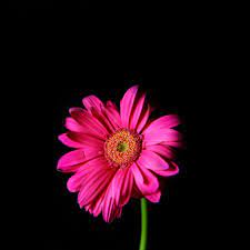 Beautiful and dramatic, its flower appears in deep maroon color in spring. Black And Pink Flower Wallpapers Top Free Black And Pink Flower Backgrounds Wallpaperaccess