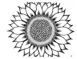 Black And White Line Art Sunflower Drawing Black And White Sunflower Drawing Pictures 5 Sunflower Drawing Sunflower Coloring Pages Black And White Drawing