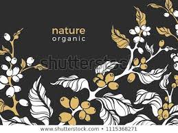 Vector Design Of Coffee Packaging Nature Realistic Organic Template With Leaves Bean Grain Berry Art D Coffee Art Print Vector Design Vintage Illustration