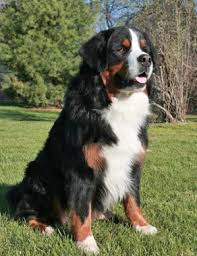 There is another term to describe the lack of furnishings: Bernese Mountain Dog Breed Information