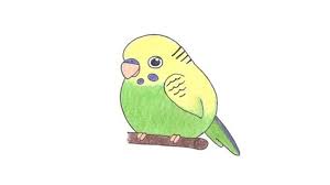 How To Draw A Budgie Parakeet My How To Draw How to draw a budgie. how to draw a budgie parakeet my how