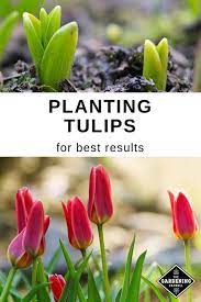 Planting Tulips For Best Results Gardening Channel Planting Tulips Healthy Plants Tulips Garden