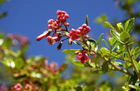 Image result for Escallonia