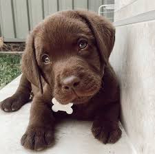 Labrador Puppy Via Haveyoumetpablo On Instagram Cute Dogs Baby Animals Pictures Puppies