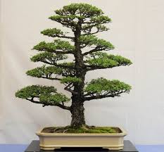 10 Rekomendasi Gaya Bonsai Paling Unik Dan Menarik Ini Cocok Dijadikan Dekorasi Untuk Mempercantik Rumah