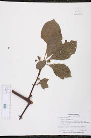 Image result for Pisonia aculeata