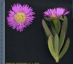 Image result for Carpobrotus