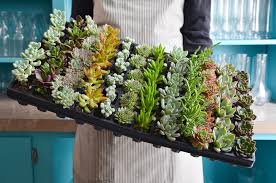 Great customer service and the absolute best place to buy succulents online. Bulk Succulent Plugs Pick Up Flower Catalog