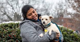 Get help fast for your injured or sick pet today. American Pets Alive U S Animal Welfare Organizations Launch Human Animal Support Services Pilot