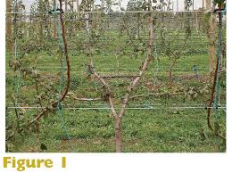 It usually happens for one of these reasons: Growing Fruit Without Branches Good Fruit Grower