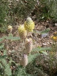 Image result for Astragalus atropilosulus