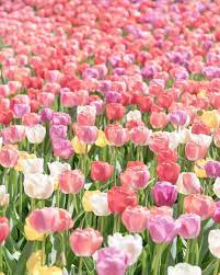 Tulip Fields For Ever Flashesofdelight Wanderlust Pastel Colors Theprettycities Worldin Flower Aesthetic Tulips Flowers