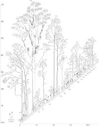 Image result for Casearia battiscombei