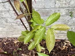 Image result for Combretum engleri