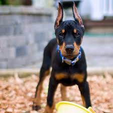 We raise, breed, and train high quality dobermans that have ambitious drive, strong protection skills, and who will be loving companions to you and your illinois family. Doberman Pinscher Kennels Off 76 Www Usushimd Com