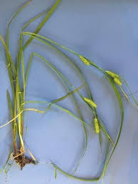 Image result for Carex angolensis
