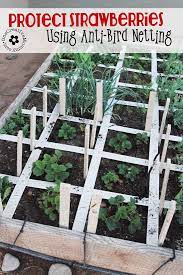 Upload, livestream, and create your own videos, all in these cookies allow us to count visits, identify traffic sources, and understand how our services are being used so we can measure and improve. Protect Strawberry Plants With Anti Bird Netting Onecreativemommy Com