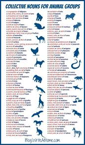 Collective Nouns For Animal Groups Ingilizce Dilbilgisi Dilbilgisi Ogretim