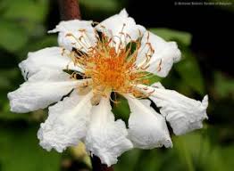 Image result for Acacia welwitschii