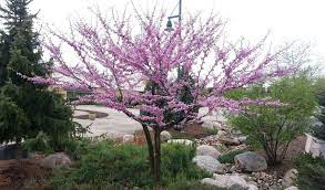 One of the most widely distributed tree in north america. Best Trees For Small Spaces In Northeast Ohio Independent Tree